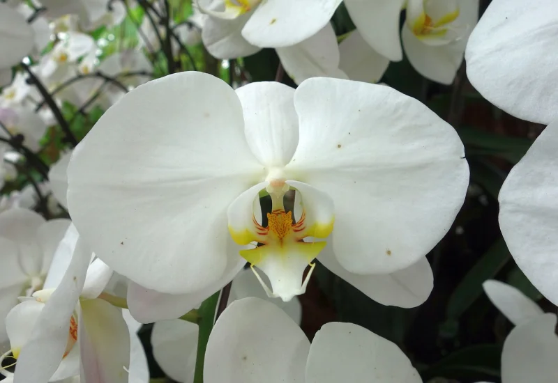 orchids, orchidea, white, flower wallpaper, plant, flower, decorative, nature, flower background, beautiful flowers, beauty, blossom, bloom, tropical, close up, petals, flora, macro, beautiful