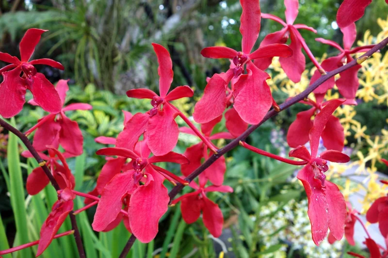 orchids, orchidea, red, plant, decorative, beauty, nature, blossom, bloom, flora, petals, tropical, close up, greenhouse