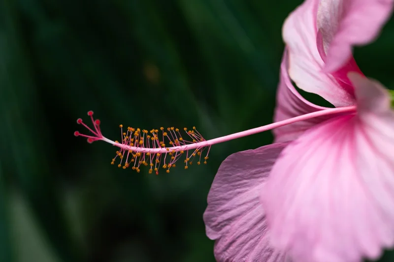 flower, petals, hibiscus, beautiful flowers, hibiscus rosa-sinensis, china rose, hawaiian hibiscus, rose mallow, shoeblackplant, nature, pink, bloom, flower wallpaper, flower background, blossom, shoeblack-plant, flora, tropical, meditation