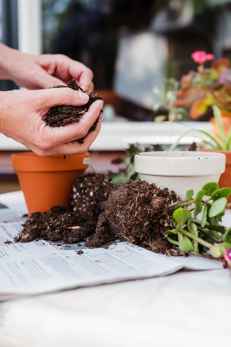 terracotta, hands, nature, houseplants, garden soil, compost, flower pot, succulents, repot, plants, gardening